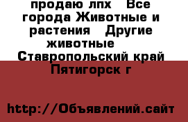 продаю лпх - Все города Животные и растения » Другие животные   . Ставропольский край,Пятигорск г.